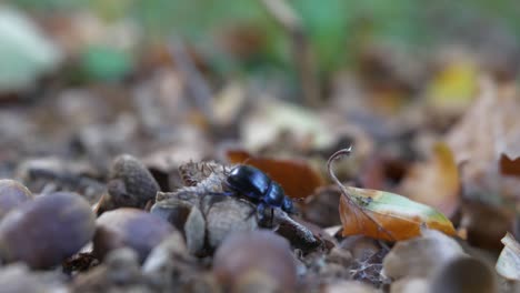 beetle hiding in leaves