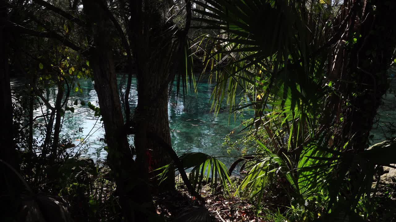 Una escena increíblemente hermosa con árboles de muchas variedades diferentes y, al fondo, una masa de agua cuya superficie es tan translúcida y cristalina como el cristal.