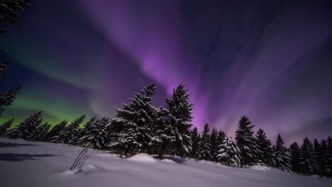 northern lights over snowy forest