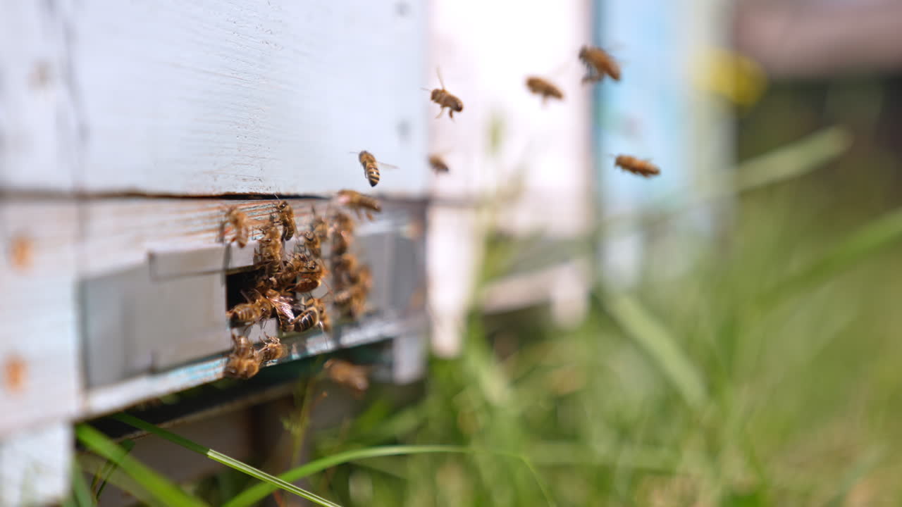 Working bees returning from the fields to their hive. Insects enter the hive or hovering over the ground. Blurred backdrop.