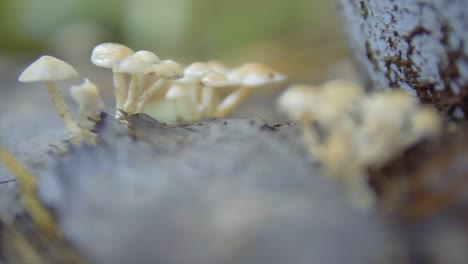 Wild-small-mushrooms-growing-in-indian-rainforest-on-top-of-a-dead-tree