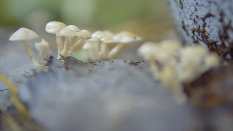 pequeños hongos silvestres que crecen en la selva india en la parte superior de un árbol muerto