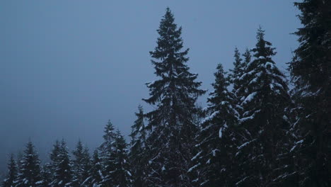 Gentle-wintry-snow-fluttering-past-Zugspitze-woodland-forest-trees,-Austria