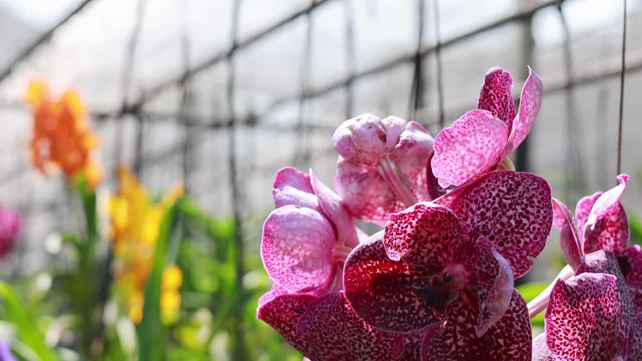 Pink and purple orchids bloom vibrantly in a sunlit greenhouse, surrounded by lush greenery and colorful flowers