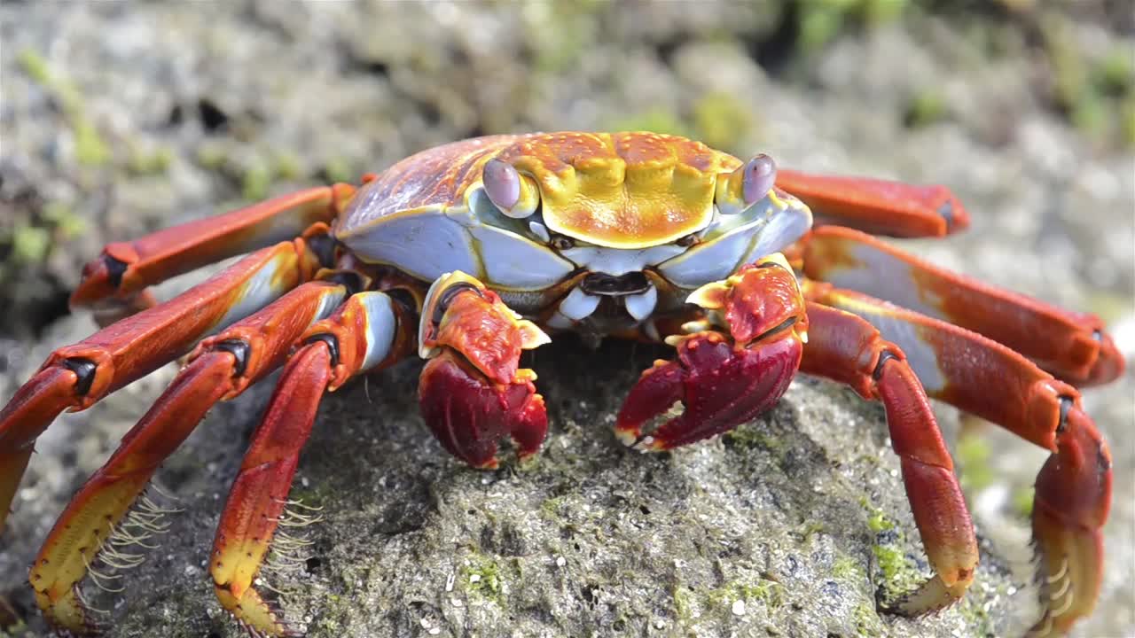 Cận cảnh cua Sally Lightfoot tại Punta Espinoza trên đảo Fernandina thuộc quần đảo Galapagos