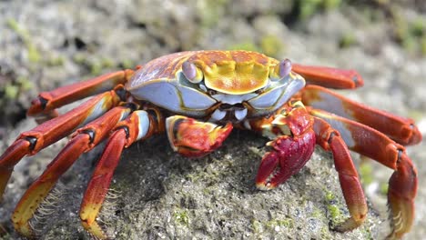 Nahaufnahme-Einer-Sally-Lightfoot-Krabbe-Bei-Punta-Espinoza-Auf-Der-Insel-Fernandina-Auf-Den-Galapagos-Inseln?