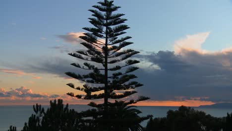 位於諾福克松樹 (norfolk pine) 背後的美麗雲,以及加州中部海岸沿岸的海面