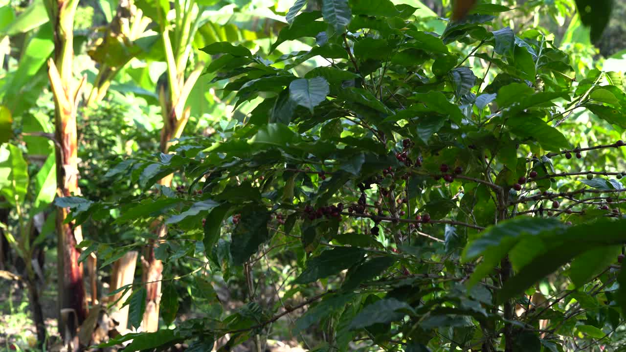 익은 커피 콩 으로 인 커피 덤불