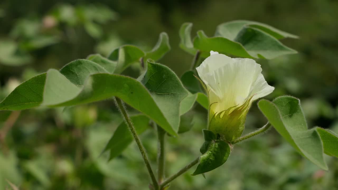 cerca de la flor de algodón y las hojas verdes balanceándose por el viento