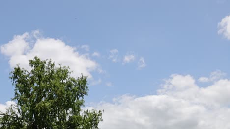 clouds moving over a tree against a blue sky