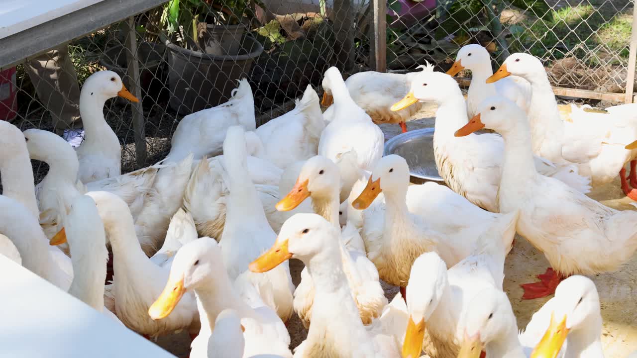 Folla di anatre bianche che si spintonano attorno a una mangiatoia in un recinto esterno soleggiato