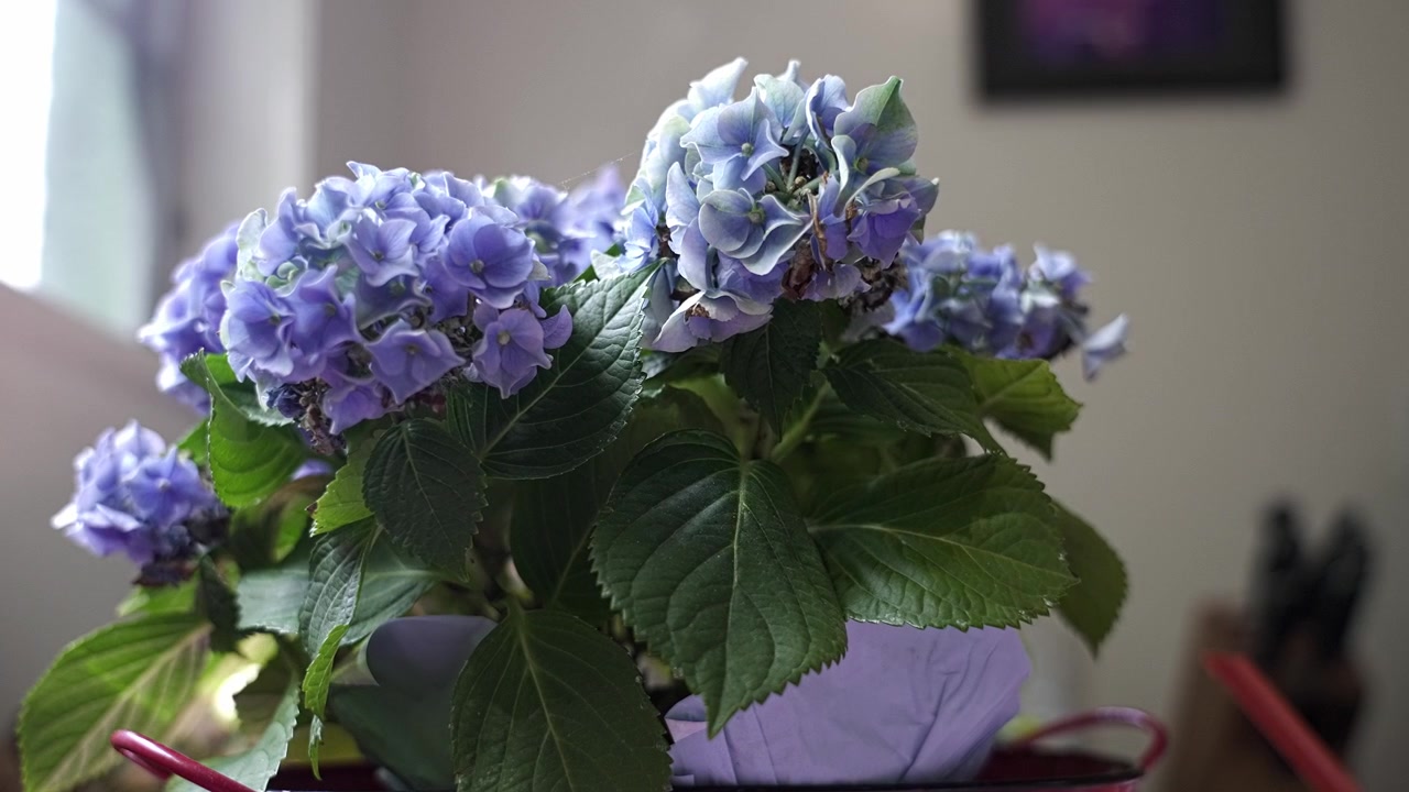 Potted blue hydrangea plant with vibrant petals and lush green leaves sitting on a table. Sunlight from a nearby window illuminates the flowers