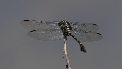 the common flangetail dragonfly is commonly seen in thailand and asia