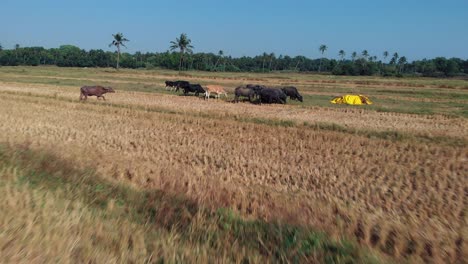 A-cinematic-low-angle-Drone-shot-flying-right-above-a-grass-of-field-with-bulls-and-cows-walking-a-the-field-with-a-tropical-forest-around-and-a-blue-sky,-view-from-above,-Goa-resort,-India