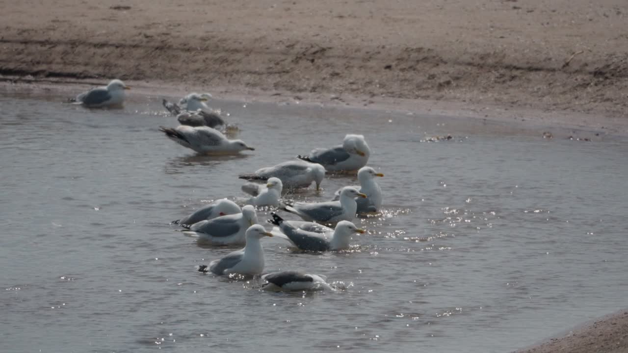 Seagull natural behaviour on beach water inlet, slow motion scenery