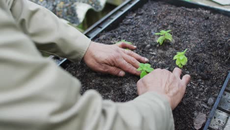 Hände-Eines-Afroamerikanischen-Männlichen-Gärtners,-Der-Im-Gartencenter-Setzlinge-Pflanzt