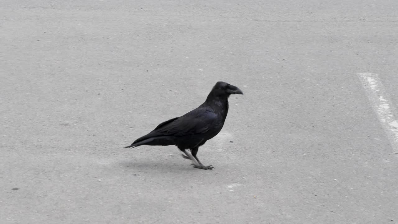 Common raven walking on the street in Sitka, Alaska.