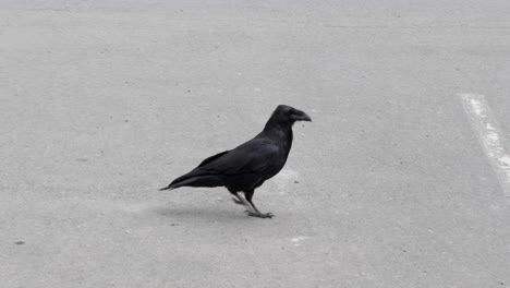 common raven walking on the street in sitka, alaska.