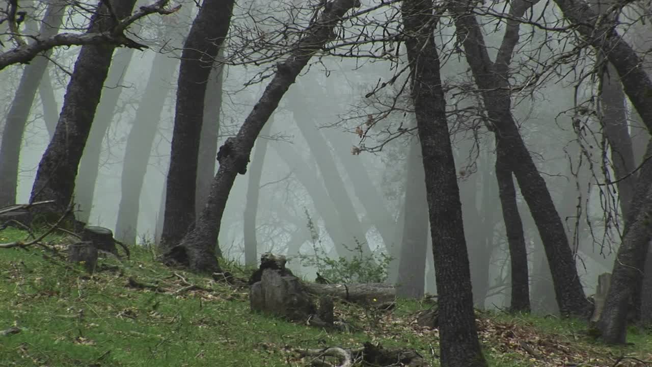 이른 아침 안개에 싸인 캘리포니아 오크 나무의 중간 와이드 샷