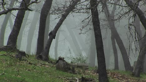 Plano-Medio-Ancho-De-Robles-De-California-Envueltos-En-Niebla-Por-La-Mañana-Temprano