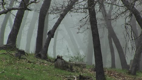 plano medio amplio de robles de california envueltos en niebla matutina
