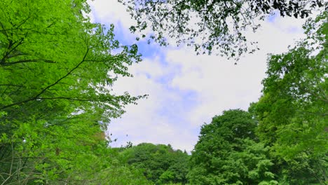 spring plants with bright green