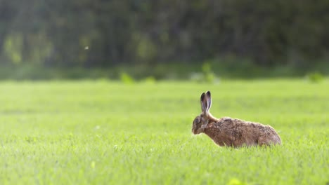 hare in english countryside