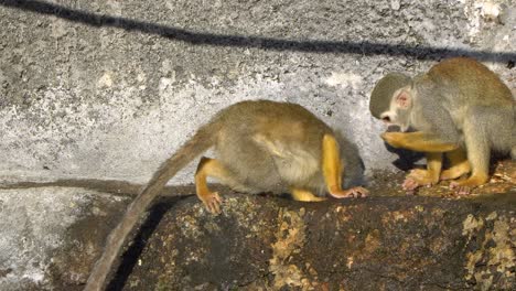 adorable playful squirrel monkeys playing -seoul grand park -close up