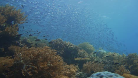 a soft coral covered a sea bottom with masses of fish in the distance