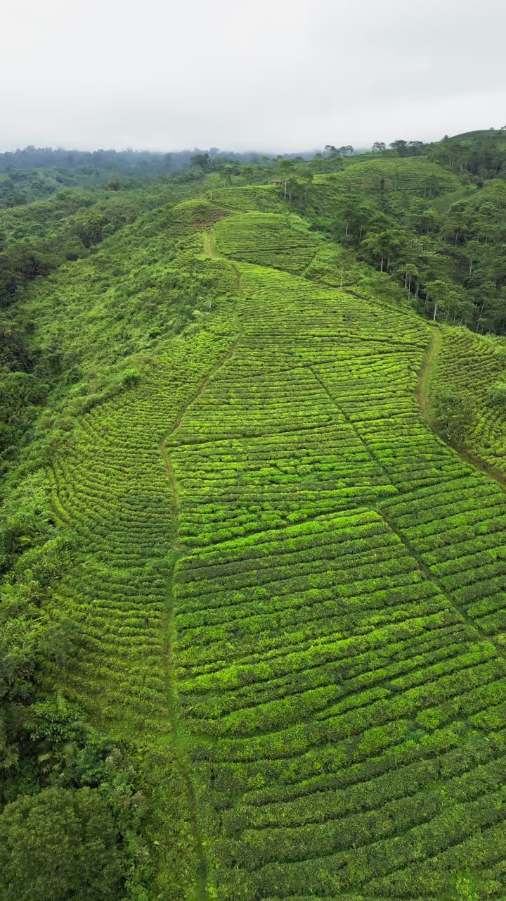 Vertical aerial view of tea plantation terrain in Indonesia showing ...