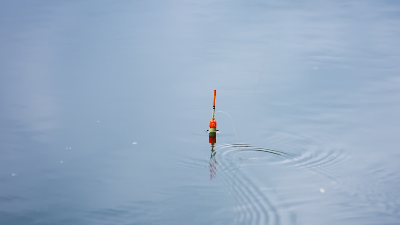 Fishing bobber moving slightly in the peaceful river. The cork pulled out from water by a quick flick.