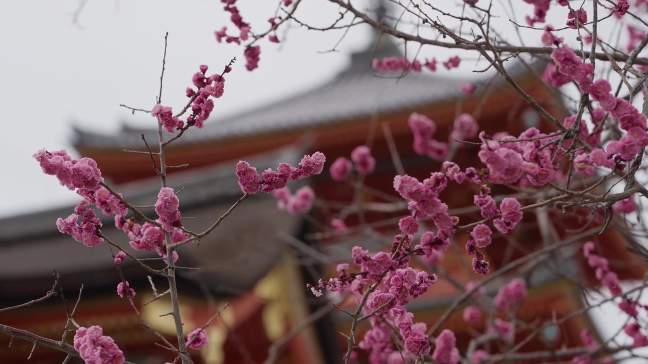 Fiori di pruno ume rosa fioriscono davanti a una pagoda di tempio rossa in Giappone.