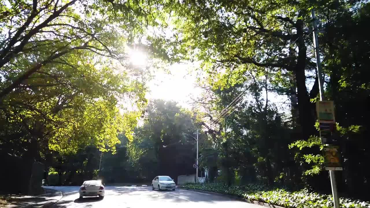 잎사귀 사이로 햇빛이 비치는 남아프리카 케이프 타운의 남쪽 교외에 있는 잎이 무성한 거리를 따라 운전합니다.