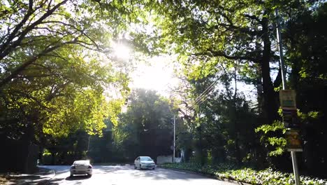 Conduciendo-Por-Una-Avenida-Arbolada-En-Los-Suburbios-Del-Sur-De-Ciudad-Del-Cabo,-Sudáfrica,-Mientras-La-Luz-Del-Sol-Atraviesa-Las-Hojas