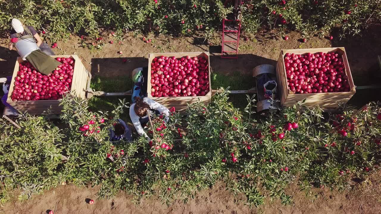 Workers picking up red apples and putting them into crates in the garden in autumn. Three big crates full of apples and females picking fruits from trees. Aerial view