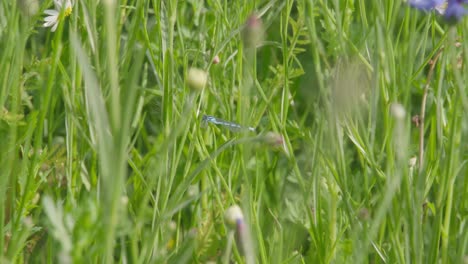 a damselfly hoovers in tall lush green grass in a field