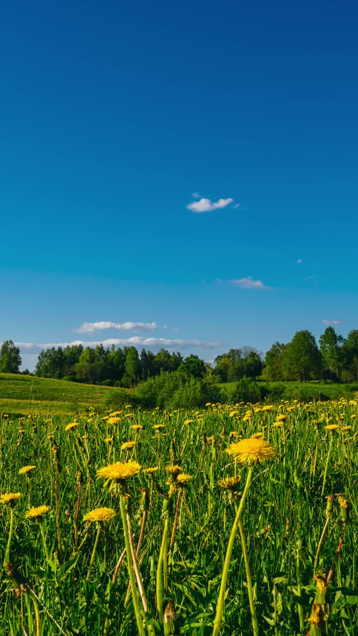 단델리온 꽃 필드 꽃을 피우는 타임 스