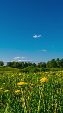 Timelapse-Del-Campo-De-Flores-De-Diente-De-León-Floreciendo