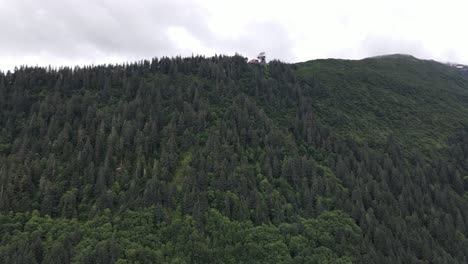 dense forest full of large trees