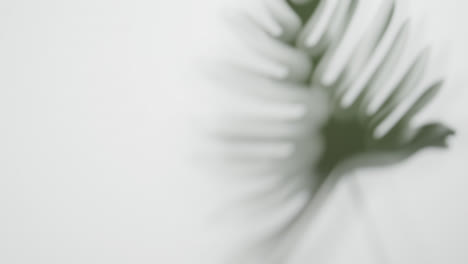 close up of blurred leaf on white background with copy space in slow motion