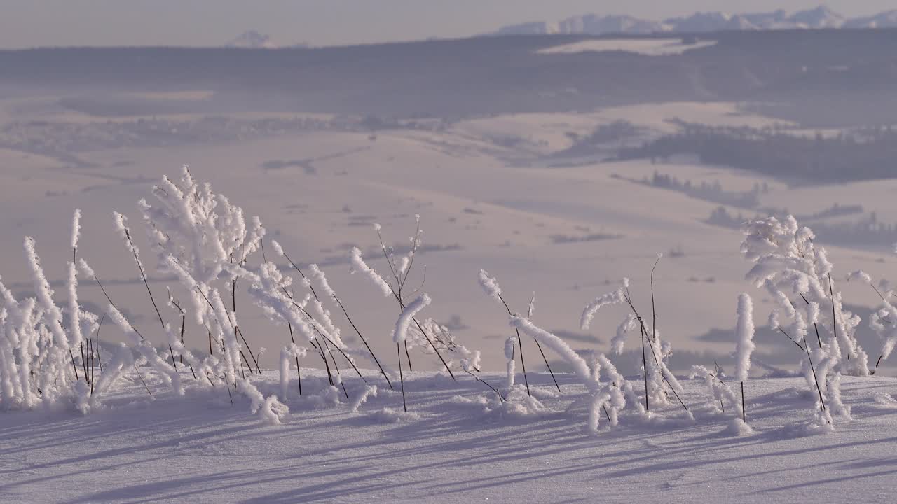 冰冷的植物与雪堆积在背景模糊的冬季山地景观