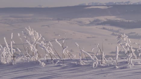 Plantas-Congeladas-Con-Nieve-Acumulada-Contra-El-Fondo-Borroso-Paisaje-De-Montaña-Invernal