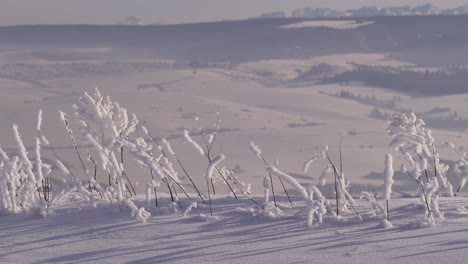plantas congeladas con nieve acumulada contra el fondo borroso paisaje de montaña invernal