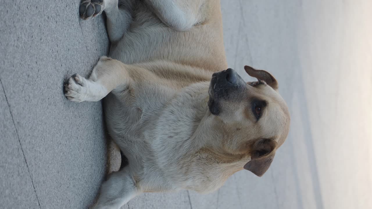 Perro tirado en el suelo
