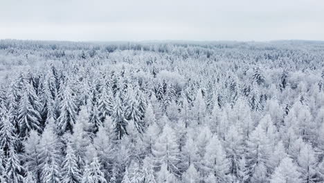 Vista-Aérea-Del-Bosque-De-Pinos-Cubierto-De-Nieve-En-El-Bois-Du-Jorat,-Cerca-De-Froideville,-Vaud,-Suiza