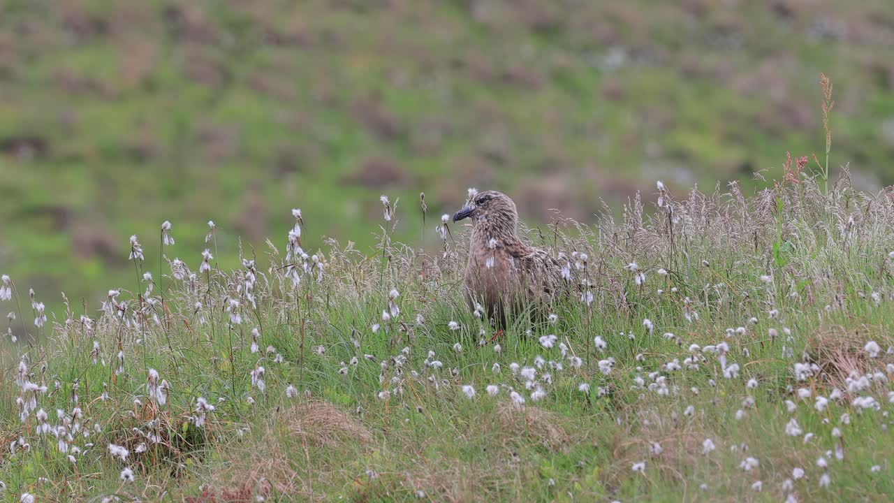 Storkjove (Stercorarius skua). Kendt som havets pirat, indgyder denne formidable havfugl frygt i andre fugle med sine aggressive jagttaktikker og kraftige bygning.