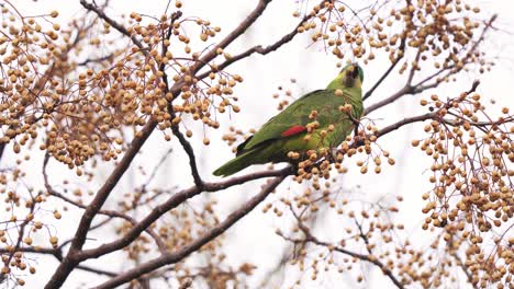 A beautiful Turquoise-fronted amazon parrot eating the fruit of a chinaberry tree