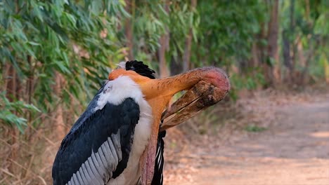 Un-Gran-Pájaro-De-La-Familia-De-Las-Cigüeñas-Común-En-El-Sur-De-Asia-Y-Ahora-En-Peligro-De-Extinción-Debido-A-La-Pérdida-De-Hábitat