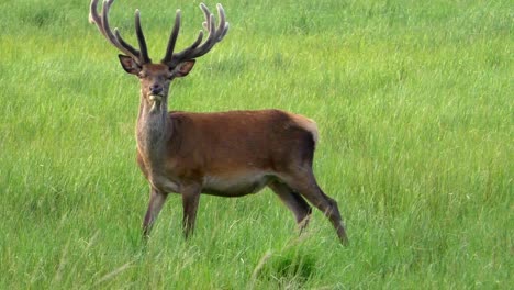 Neugieriger-Hirschbock-Auf-Einer-Wiese,-Der-In-Zeitlupe-In-Die-Kamera-Blickt