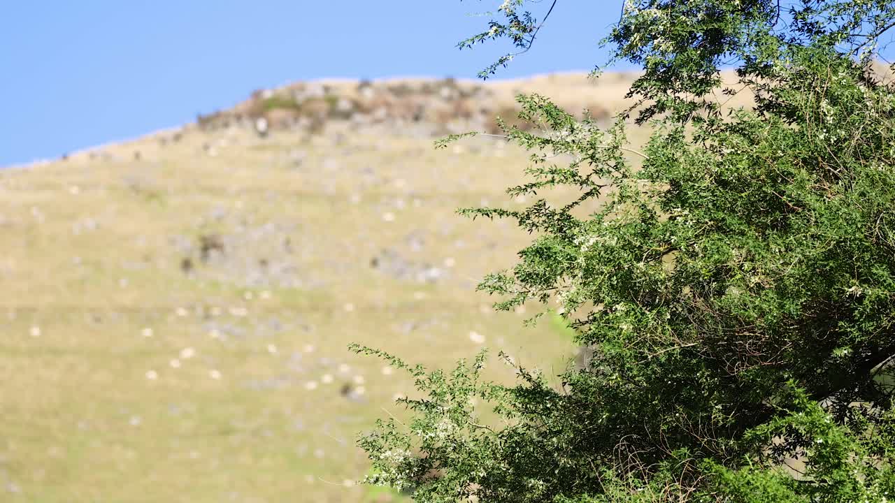 A tranquil hillside scene with lush greenery and clear blue skies, captured in Akaroa, New Zealand. Natural lighting enhances the peaceful atmosphere
